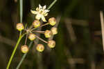 Southern milkweed